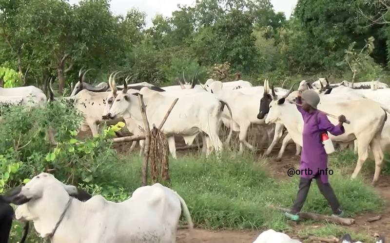 Au Bénin, les éleveurs, les riziculteurs, les cotonculteurs,... vont souscrire à une nouvelle assurance agricole. Le gouvernement a annoncé le déploiement dudit programme mercredi 23 octobre 2024.