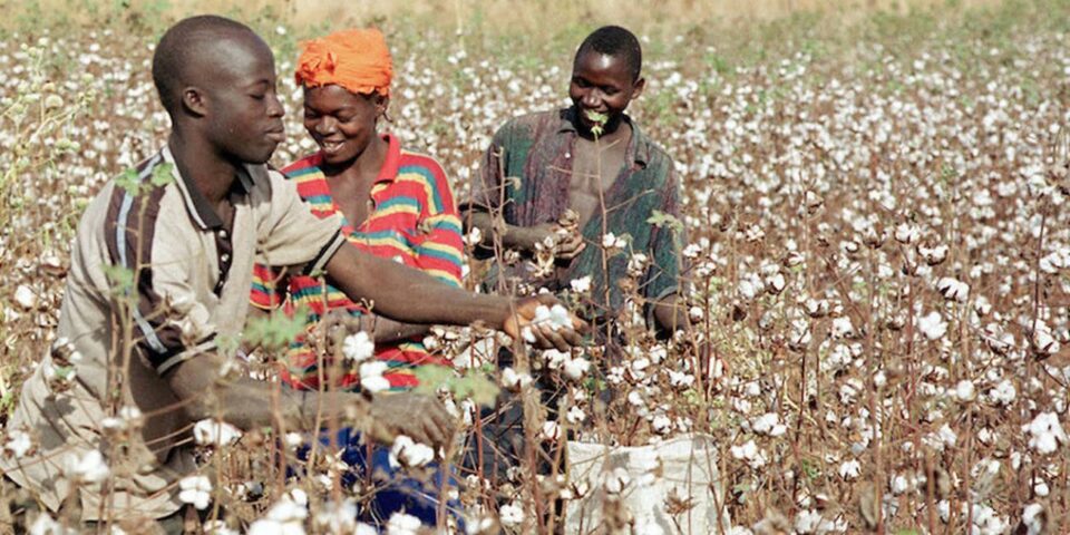 Le projet pilote d’assurance agricole à indice de rendement a été lancé au Bénin le 4 mars 2025. Ce projet vise à renforcer la résilience climatique des petites exploitations agricoles du Bénin.