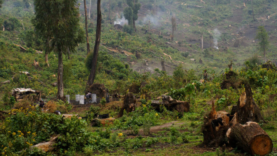 Les pratiques traditionnelles de protection des forêts paraissent comme une solution incontournable. Jadis ancrées dans les rituels et les interdits sacrés liés à la faune et à la flore, les méthodes ancestrales ont prouvé leur efficacité dans la préservation des écosystèmes. 