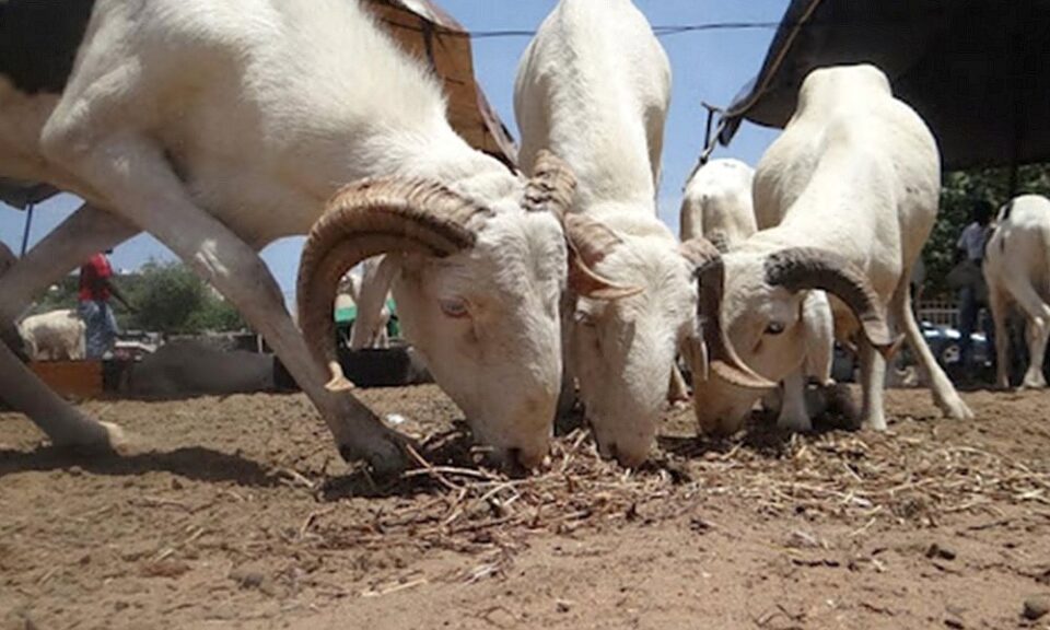 Tabaski 2025 : la fête aura lieu le vendredi 6 juin selon l'Union islamique du Bénin