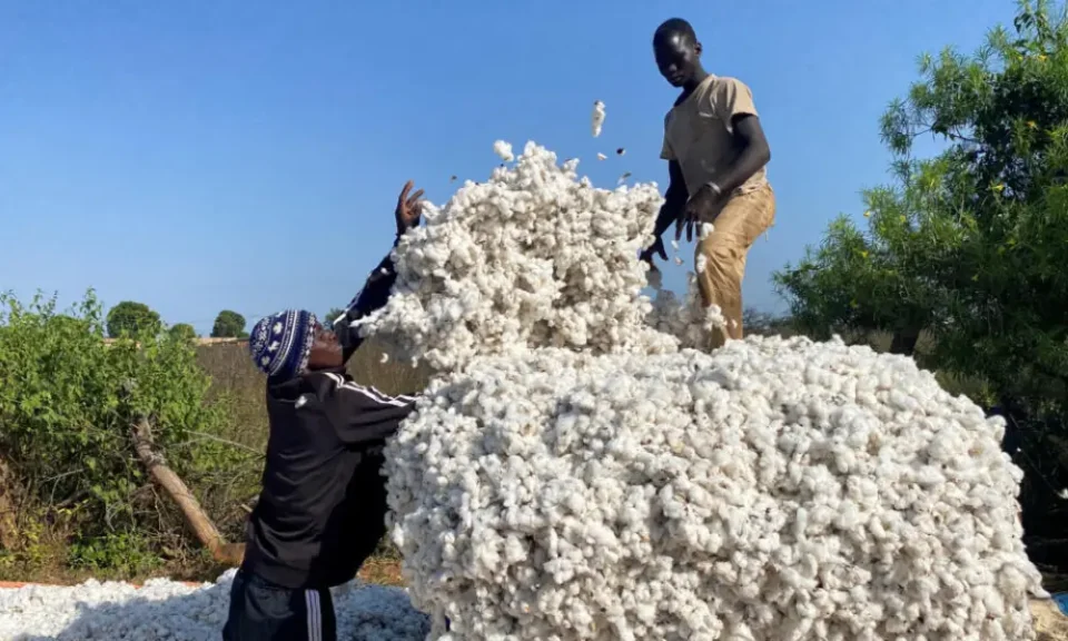 Le gouvernement béninois a homologué, mercredi 13 mai 2026 en conseil des ministres, les prix de cession des intrants agricoles au titre de la campagne 2026-2027. Les prix d’achat du coton-graine aux producteurs ont également été fixés.
