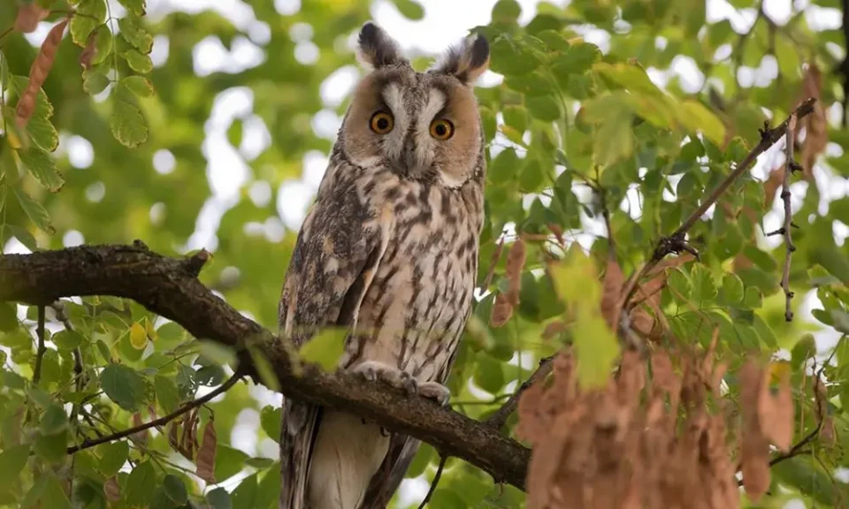Souvent redouté dans l’imaginaire collectif, le hibou demeure un oiseau enveloppé de mystère. Hibou : et si cet oiseau n’était pas porteur de malheur, mais gardien de la biodiversité ? Le Dossier culture de Radio Bénin de ce jeudi 06 novembre 2025 éclaire sur le sujet et invite à revisiter les mythes qui entourent cet animal fascinant.