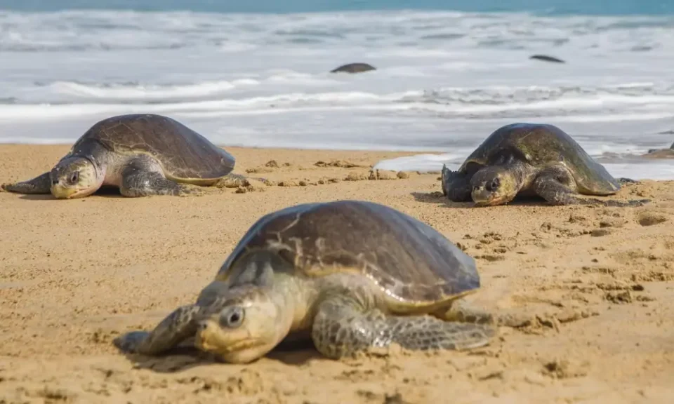 Des carapaces de tortues mortes ont souvent été retrouvées sur nos plages, alertant sur la vulnérabilité de cette espèce.