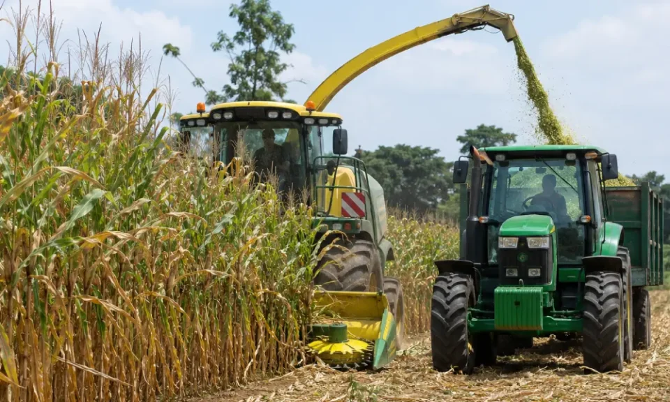 Agriculture au Bénin : 2 000 producteurs de maïs ciblés par un nouveau programme pilote